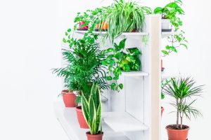 Wat zijn de meest effectieve planten voor geluidsisolatie?